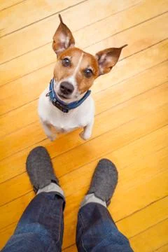 Dog begging Foto stock