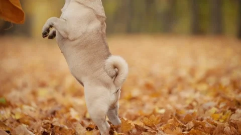 The dog is begging for a treat. Видео 343874920