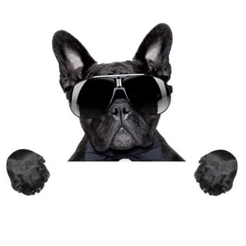 Dog behind banner 库存照片