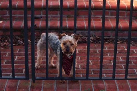 Dog Behind Bars 2 Stock Photos