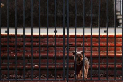 Dog Behind Bars Stock Photos
