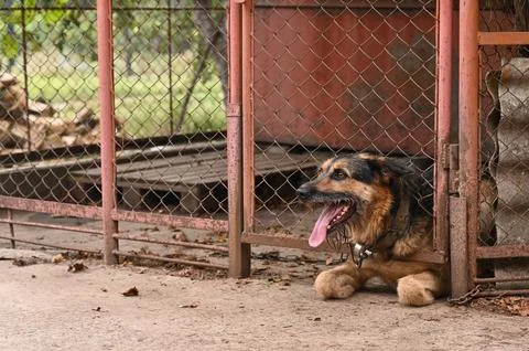 The dog is behind bars Stock Photos