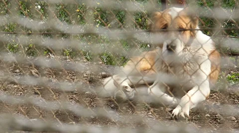 A dog behind the bars of the restricted area of the prison Video stock 32863906