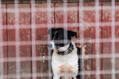 The dog is behind the cage Stock Photos