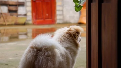 The Dog Behind The Door Stock Footage 104535652
