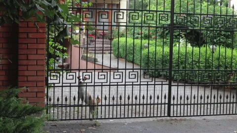 Dog behind the fence Video stock 158232005