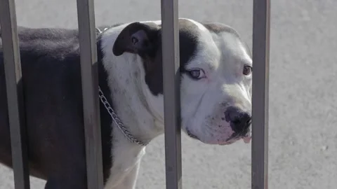 Dog behind the gate black and white Stafford 스톡 동영상 132006371