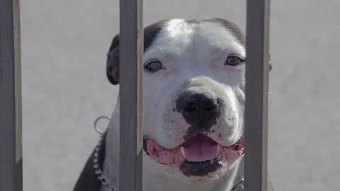Dog behind the gate black and white Stafford sitting close up 스톡 동영상 132006424