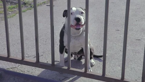 Dog behind the gate black and white Stafford standing and sitting 스톡 동영상 132006430