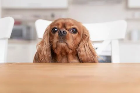 Dog behind the kitchen table Stock Photos