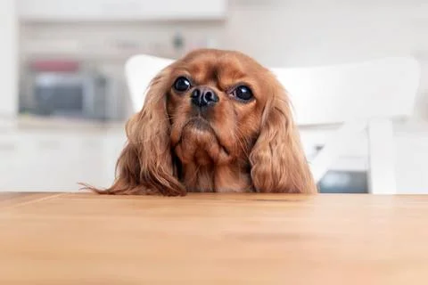 Dog behind the kitchen table Stock Photos