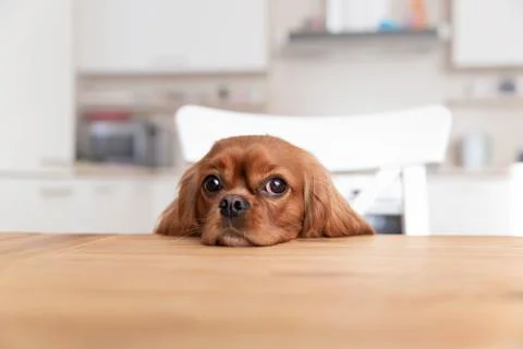 Dog behind the kitchen table Stock Photos