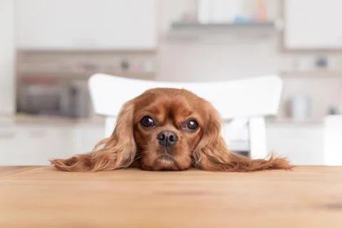 Dog behind the kitchen table Stock Photos