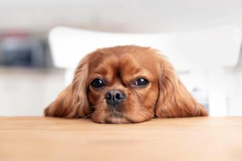 Dog behind the kitchen table Stock Photos