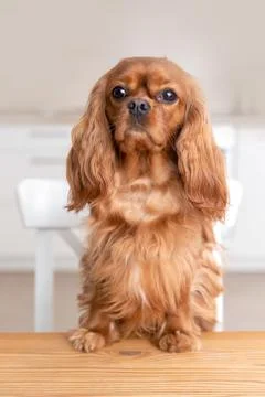 Dog behind the kitchen table Stock Photos