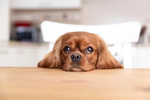 Dog behind the kitchen table Stock Photos