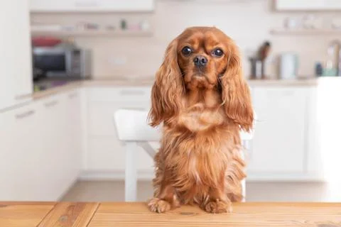 Dog behind the kitchen table Stock Photos