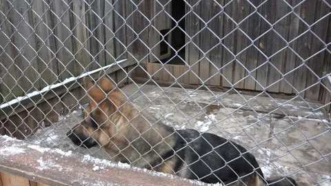 Dog behind the net in the enclosure 動画素材 87088990
