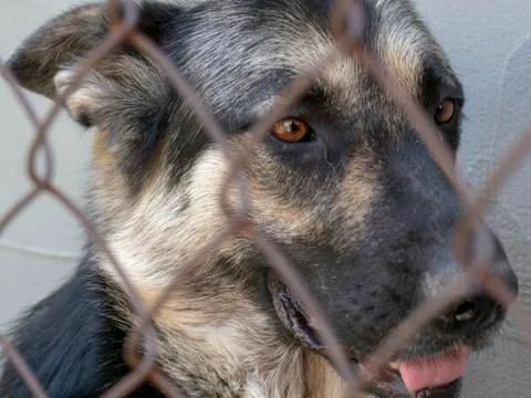 Dog behind the net Stock Photos