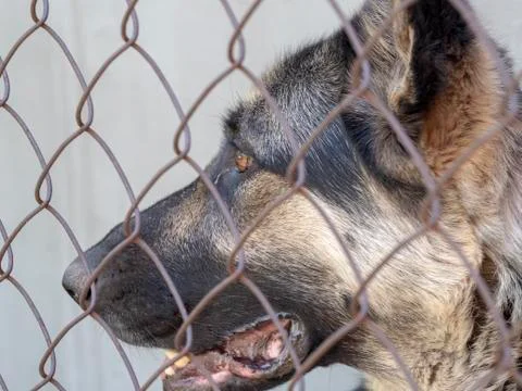 Dog behind the net Stock Photos