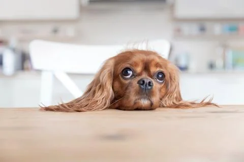 Dog behind the table Stock Photos