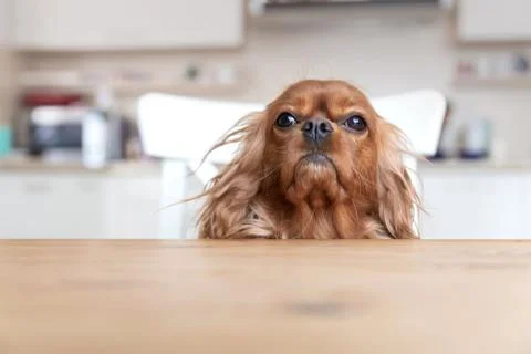 Dog behind the table Stock Photos