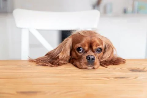 Dog behind the table Stock Photos