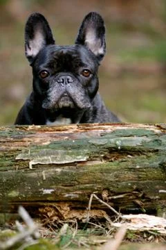 Dog behind a tree Foto stock