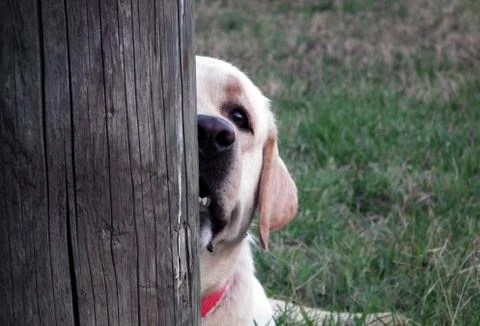 Dog behing tree Stockfoto's