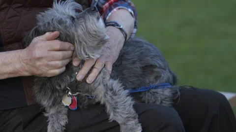 Dog being caressed by elderly man Video stock 37345290