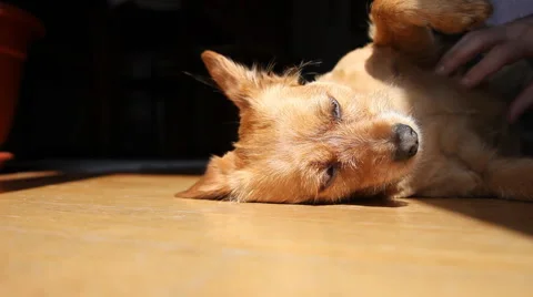 Dog being caressed Vídeos de archivo 5842555