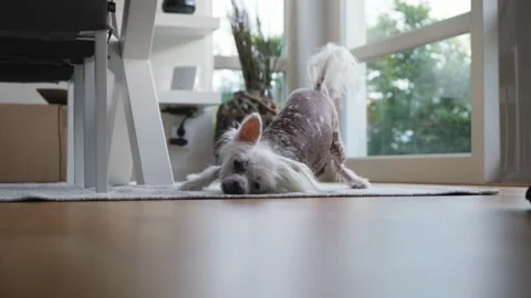 Dog being funny Stock Footage 162633929