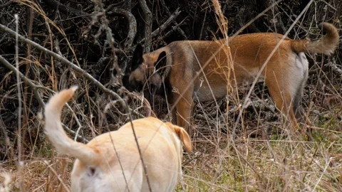 Dog being funny with a stick Stock Footage 106213441