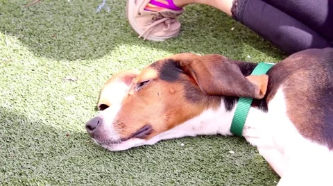 Dog being pet Stock Footage 49356674