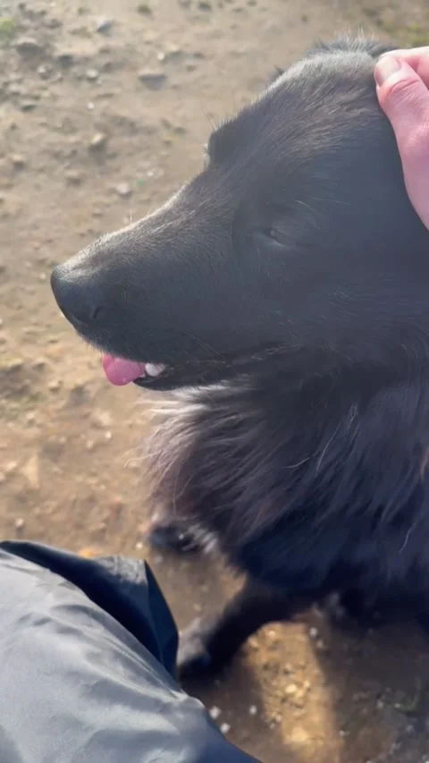 Dog being petted at sunset. Stock Footage 318981338