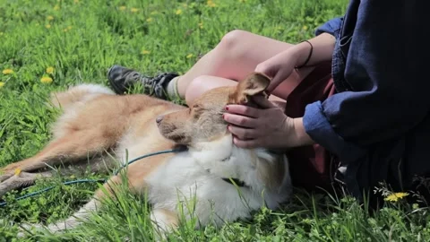 A dog being petted while laying the grass in the sun Stock Footage 243801440