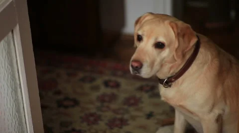 Dog being prepared for a wedding Stock Footage 63536117