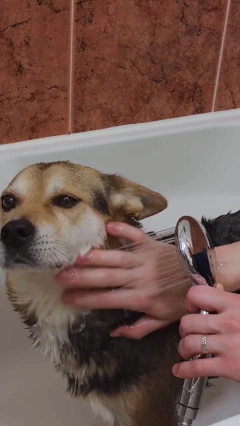 Dog being rinsed during home grooming routine. Vídeos de archivo 337561588