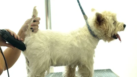 Dog being shaved close up with attached leash while groomer works shears. Stock Footage 109542958