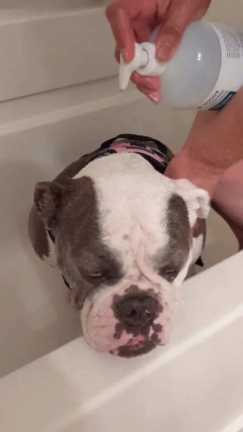 Dog being showered 動画素材 133943890