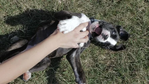 Dog being stroked Video stock 86181161