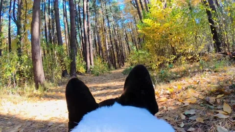 Dog being walked with camera Stock Footage 155358116