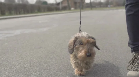 Dog is Being Walked Stock Footage 34320017