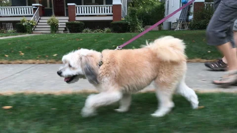 Dog Being Walked in a Typical American Suburb While Sniffing the Sidewalk Video stock 147996832