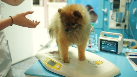 Dog being weighed in supportive veterinary environment with supplies Stock Footage 333988691