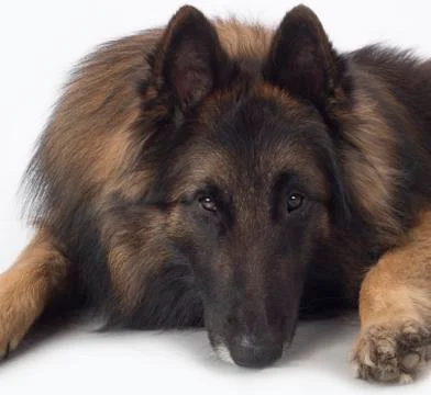 Dog, Belgian Shepherd Tervuren, close up head Stock Photos