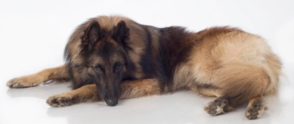 Dog, Belgian Shepherd Tervuren, lying, isolated Stock Photos