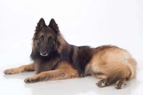 Dog, Belgian Shepherd Tervuren, lying, isolated Stock Photos