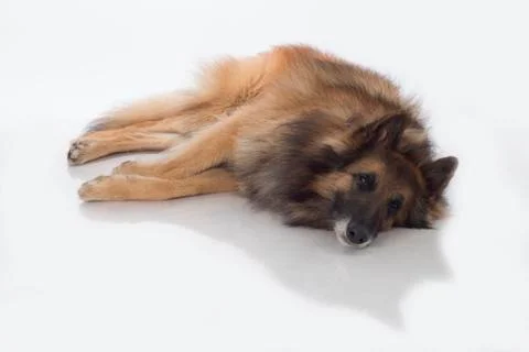 Dog, Belgian Shepherd Tervuren, lying, isolated Stock Photos