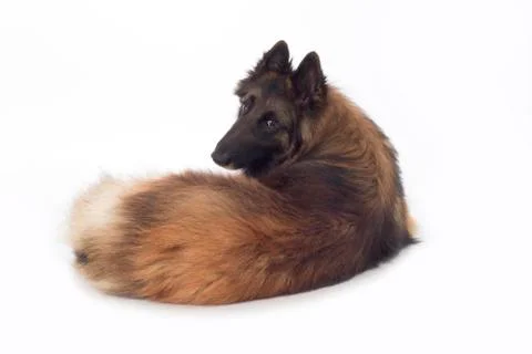 Dog, Belgian Shepherd Tervuren, lying, looking back, isolated Stock Photos